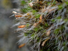 Grimmiaceae