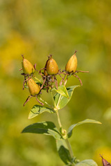 Hypericum ascyron