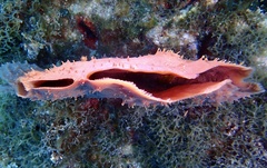 Callyspongia aculeata