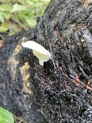 Marasmiellus