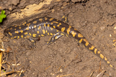 Ambystoma tigrinum