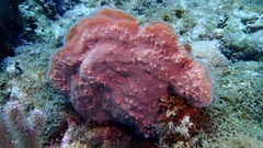 Callyspongia aculeata
