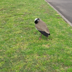 Vanellus miles novaehollandiae