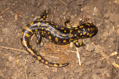 Ambystoma tigrinum