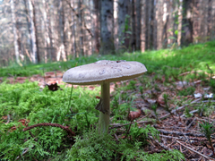 Amanita porphyria