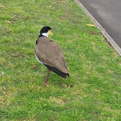 Vanellus miles novaehollandiae