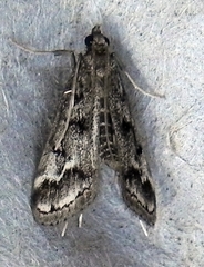 Parapoynx obscuralis