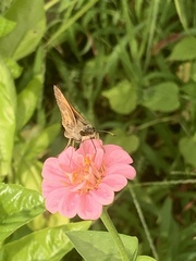Atalopedes campestris