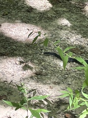 Pantherophis spiloides