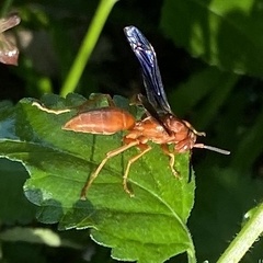 Polistes carolina