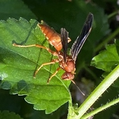 Polistes carolina