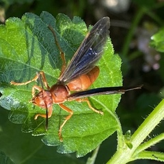 Polistes carolina