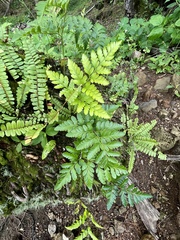 Davallia solida