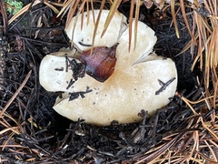 Hygrophorus chrysodon