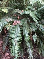 Polystichum munitum