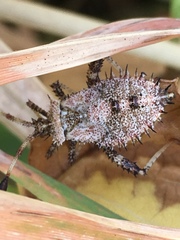 Euthochtha galeator