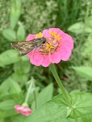 Atalopedes campestris