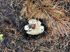 Hygrophorus chrysodon