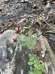 Hypericum virginicum