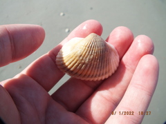 Noetia ponderosa