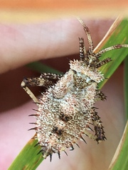Euthochtha galeator