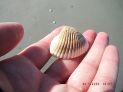 Noetia ponderosa