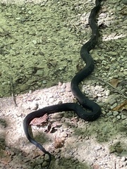 Pantherophis spiloides