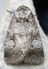 Feltia geniculata