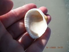 Noetia ponderosa