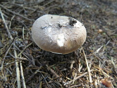 Amanita porphyria