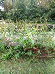 Impatiens glandulifera