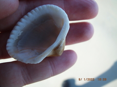 Noetia ponderosa