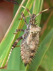 Euthochtha galeator