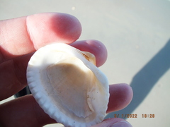 Noetia ponderosa