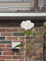 Ipomoea alba