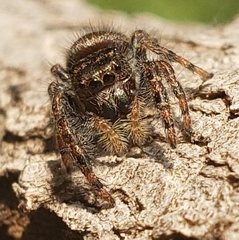 Phidippus audax