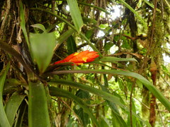 Guzmania jaramilloi