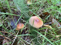 Cystoderma amianthinum