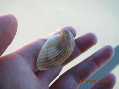Noetia ponderosa