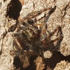 Phidippus audax