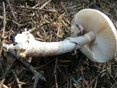 Amanita porphyria