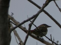 Myiodynastes maculatus