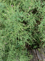 Epilobium coloratum