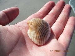Noetia ponderosa