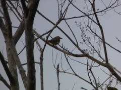 Myiodynastes maculatus