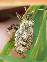 Euthochtha galeator