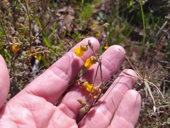 Hermannia multiflora