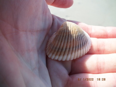 Noetia ponderosa