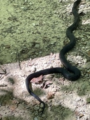 Pantherophis spiloides