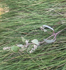 Atriplex laciniata